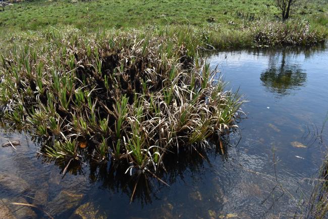 A stand of Palmiet (Prionium serratum ) growing in one of the many rivers at Mkambati. 