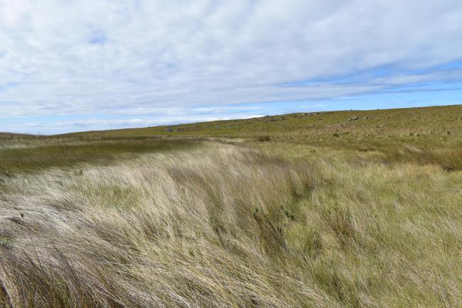 An example of one of the many seep wetlands that can be found at Mkamabti