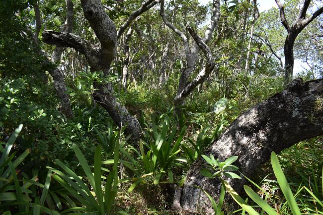 The view from inside one of the swamp forests at Mkambati