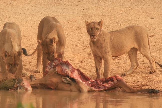 Des lions dévorant une carcasse 