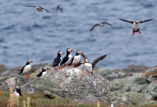 Puffins on Burhou Island