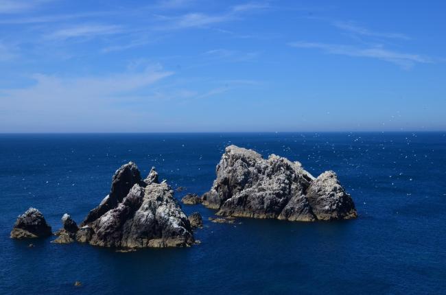 Les Etacs Gannet colony