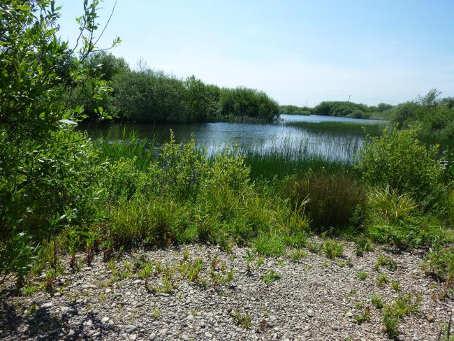 Dungeness and Rye Bay Ramsar Site: flooded gravel pits