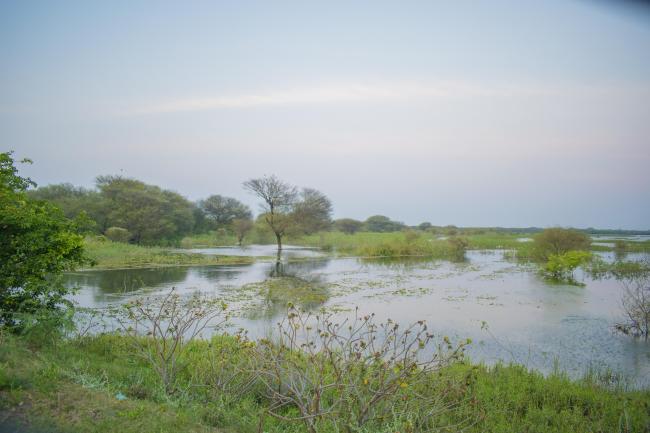Image of the Wetland