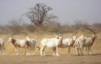 Oryx algazelle