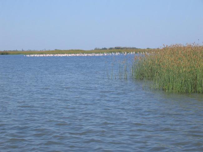 lac Bedo
