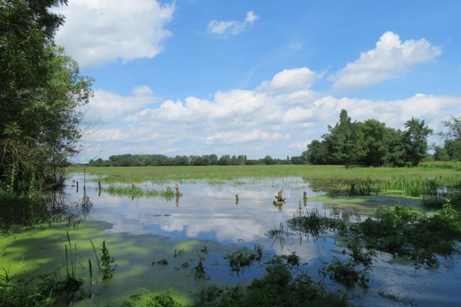 Prairie inondée