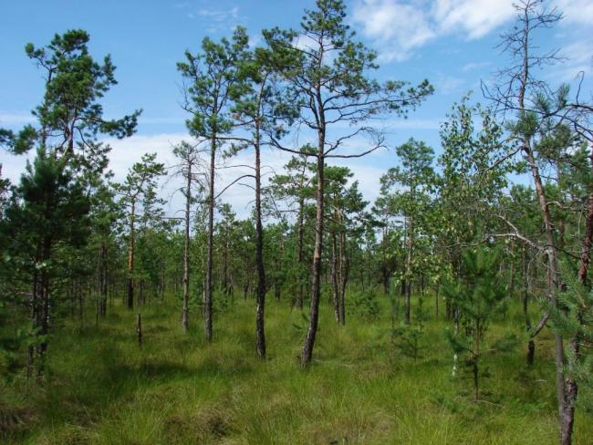Oligotrophic part of Koza mire