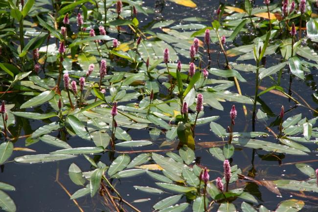 Polygonum amphibium