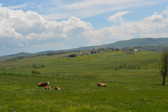 Landscape