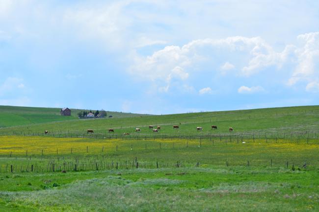 Landscape