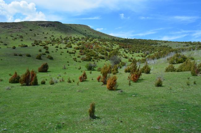 Landscape