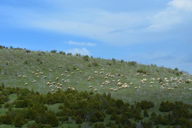 Traditional manner of keeping the cattle grazing 