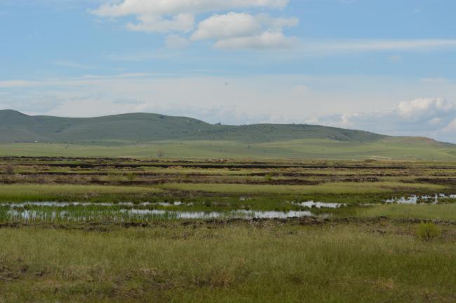 Wetlands