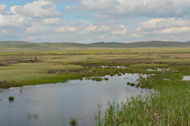 Wetlands