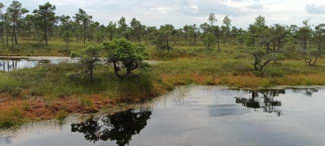 Kemeri bog