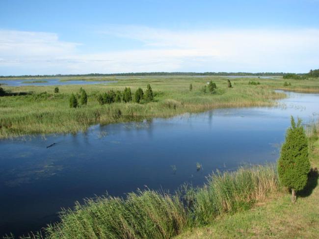 Riekstu peninsula, view from bird watching tower