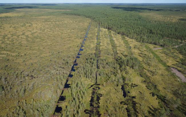 Restored edges of a mire complex in the Kauhaneva - Pohjankangas National Park.
