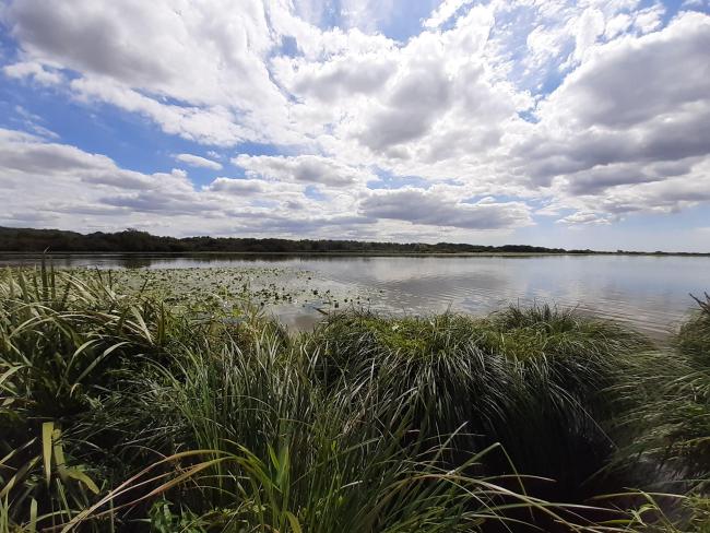 Caricaie sur le Lac de Grand-Lieu à La Chevrolière