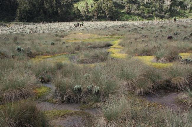 Bog Towards John Matte