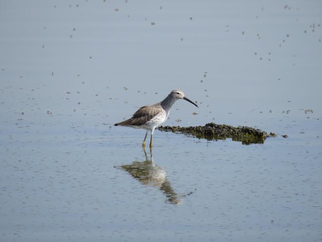 Ave Calidris himantopus en laguna intermitente Casa Colorada