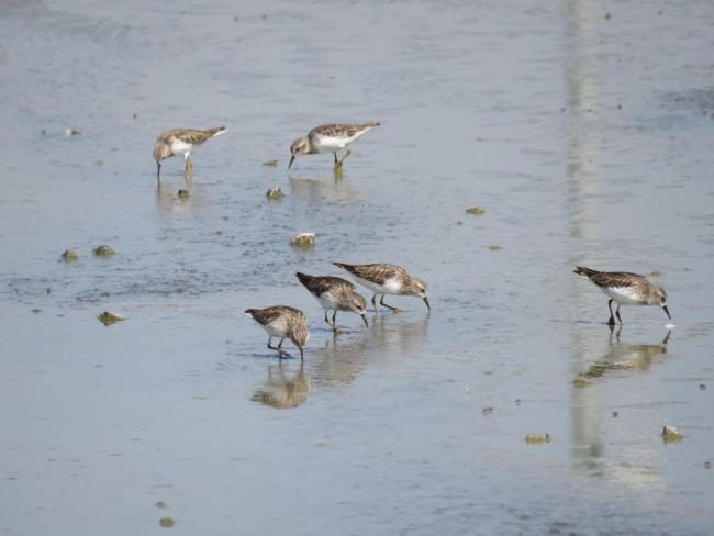 Ave Calidris minutilla en laguna intermitente Casa Colorada