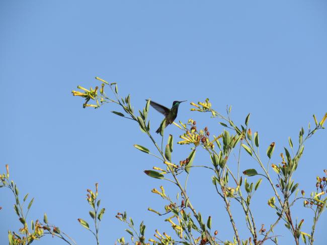 Ave Cynathus auriceps en Ciénega Intermitente Texcoco Norte
