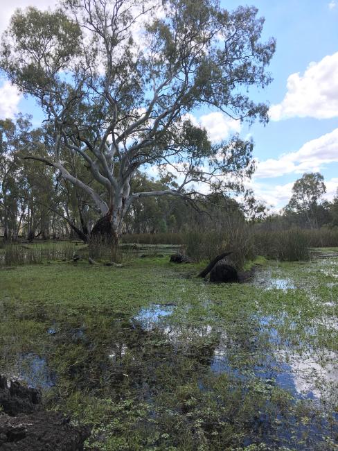 Gunbower forest
