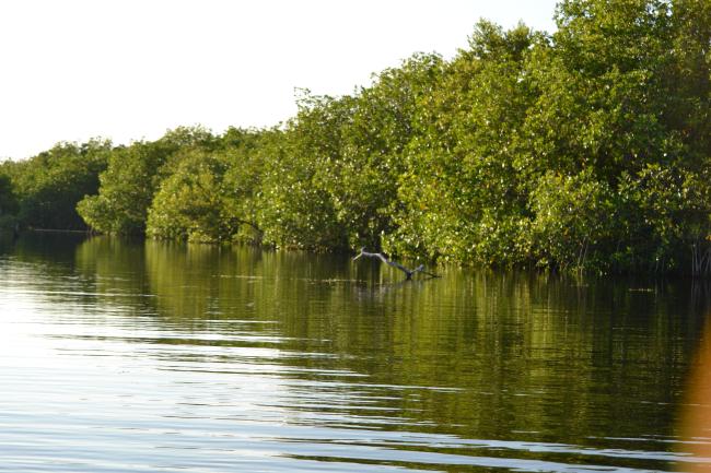 Borde de manglar en la ciénaga
