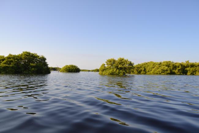 Manglar dentro de la ciénaga