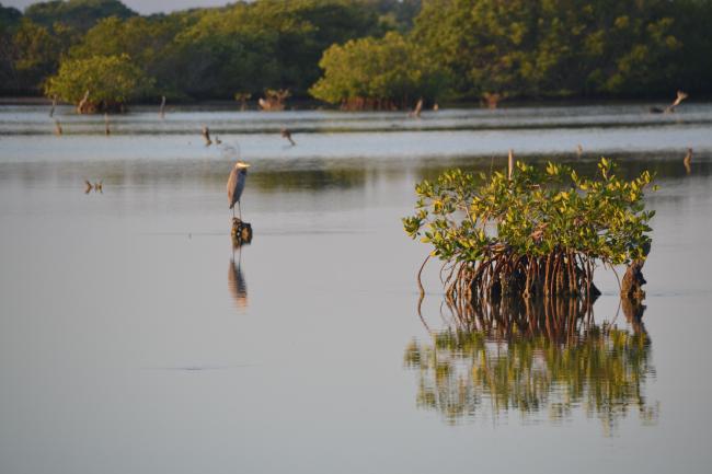 Garza morena entre el manglar