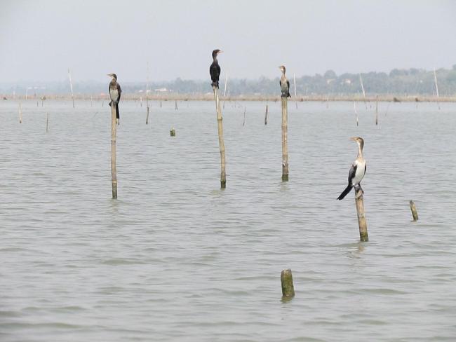 Cormoran sur les piquets d'Acadja sur le Lac Ahémé 