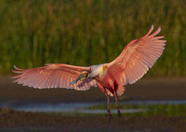 Roseate Spoonbill (Platalea ajaja)