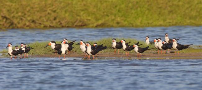 Black Skimmers