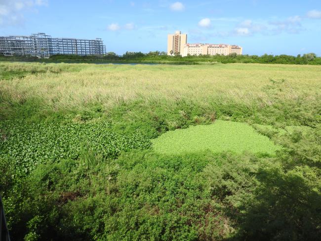The Bubali Wetlands are an oasis between urban areas and high rise hotels.