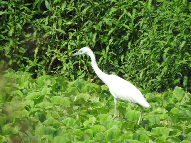 Juvenile Little Blue Heron at Bubali Wetlands (Egretta caerulea).