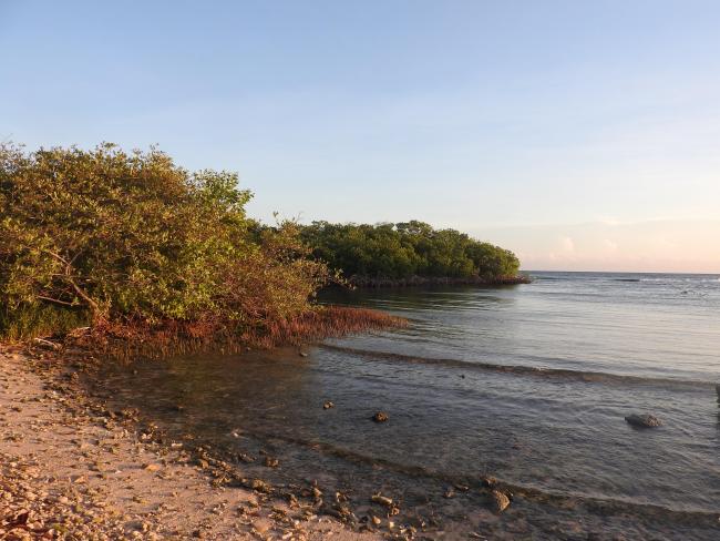 The site encompasses Aruba's largest stand of mangrove forest.