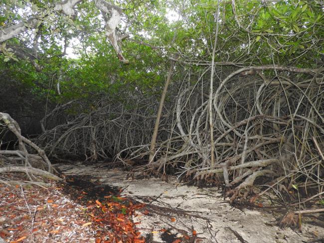 The tangle of mangrove trees and branches protects the coast from extreme weather events.