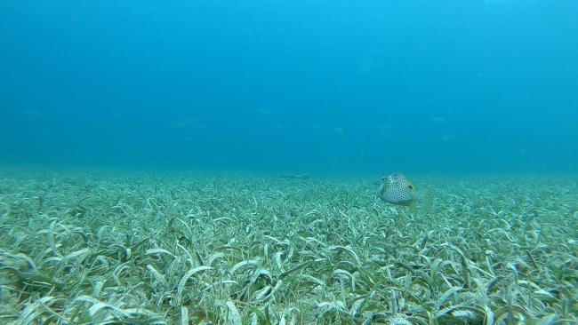 Honeycomb cowfish (Acanthostracion polygonius) in sea grass beds (Thalassia testudinum and Zyringodium filiforme).
