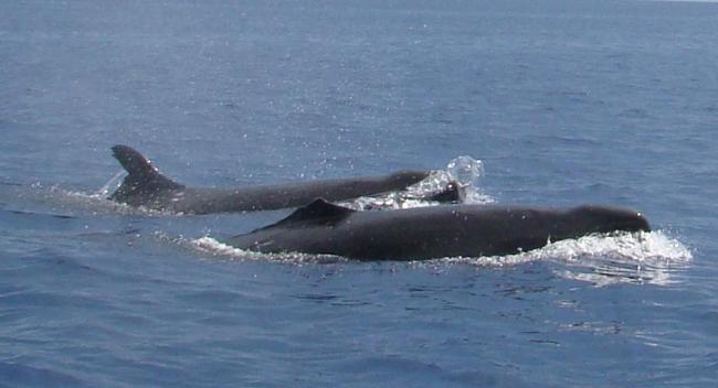 False killer-whale (Pseudorca crassidens).