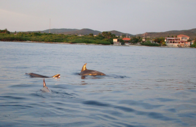 Several dolphin species, like Tursiops truncatus, can be observed close to the coast.