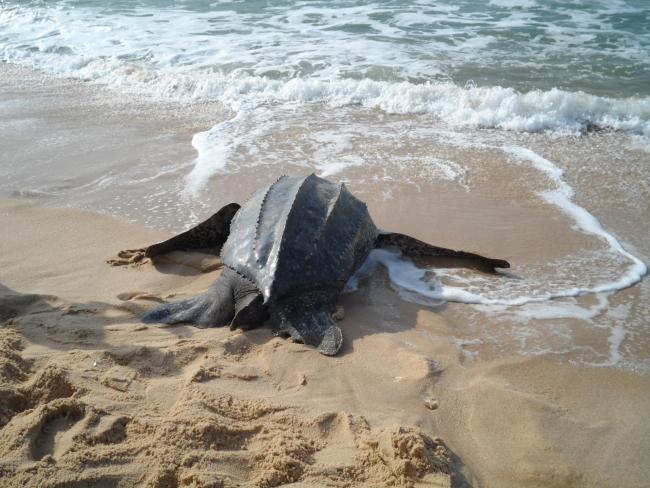 Leatherback turtle