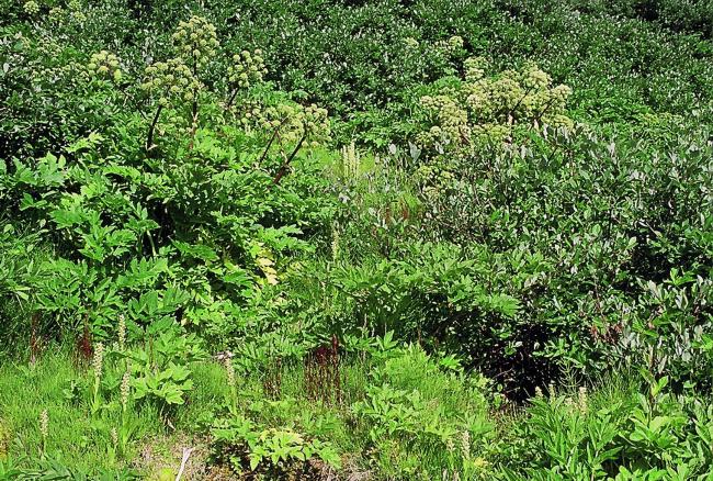 The lush vegetation at a homeothermic spring.