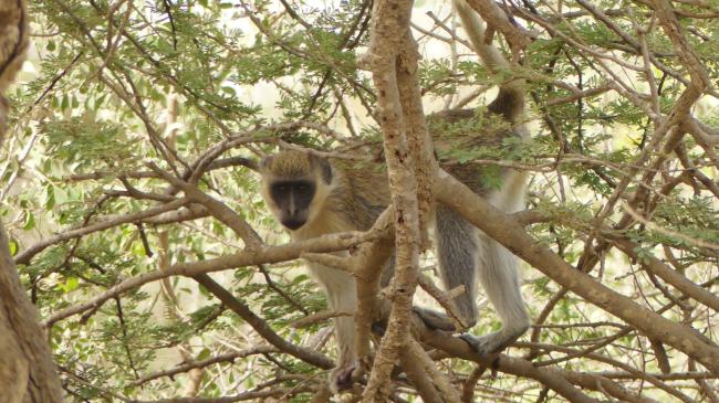 Singe vert un des mammifères du Parc