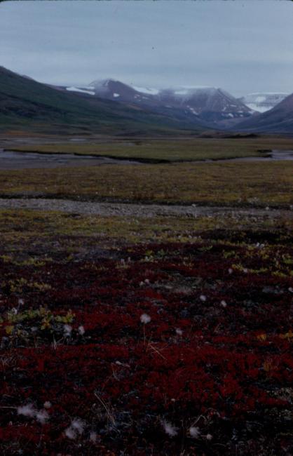 Upper part of Ørsted Dal - Coloradodal