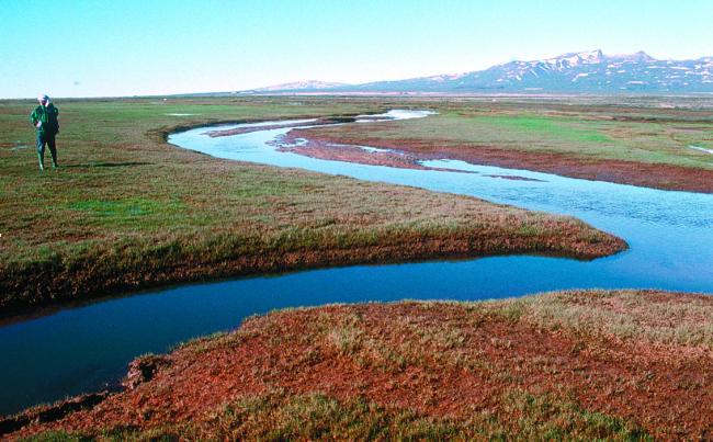 Salt marsh of Qaamassoq/Flakkerhuk.