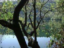 Bosque de galería
