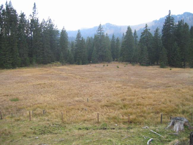 Grazing has come to an end in this bog