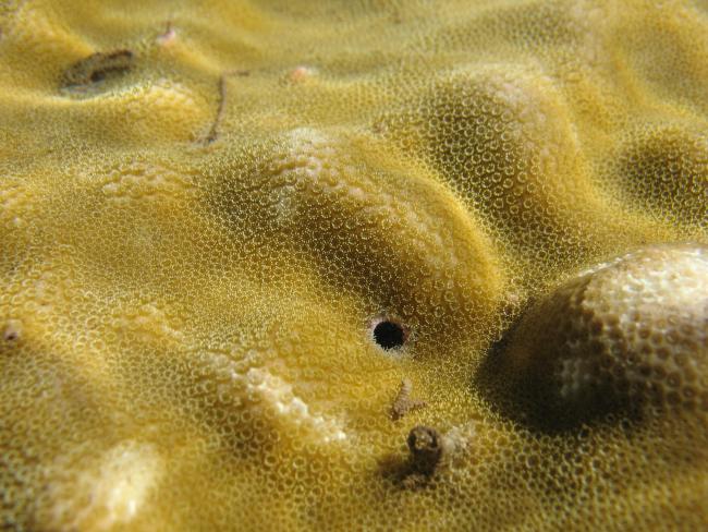 Colonia de Porites lobata