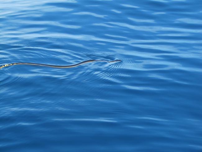 Hydrophis platurus